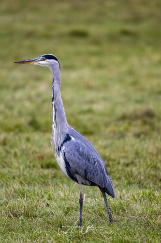 AZ9_6328-DxO_DeepPRIME 3