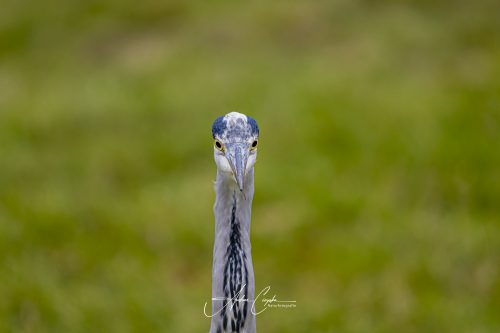 AZ9_6334-DxO_DeepPRIME 3