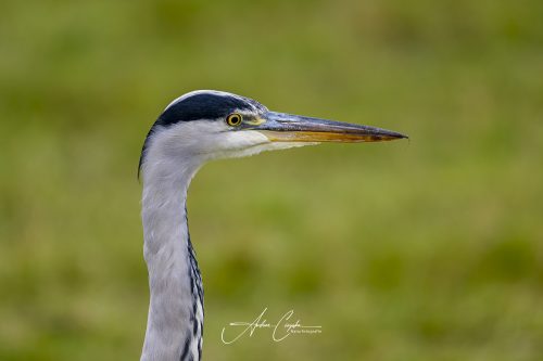 AZ9_6342-DxO_DeepPRIME 3