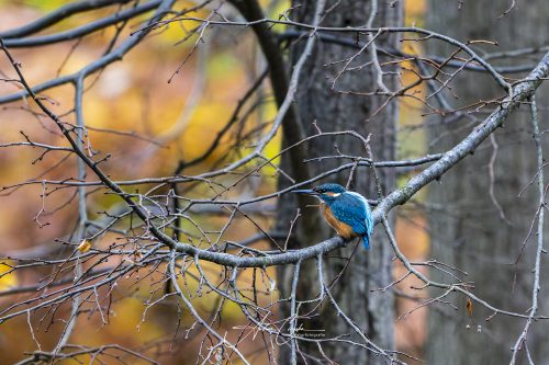 AZ9_6349-DxO_DeepPRIME 3