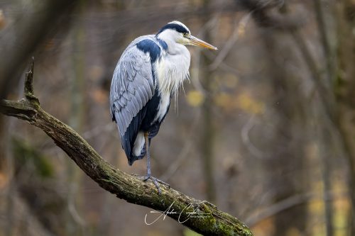 AZ9_6350-DxO_DeepPRIME 3