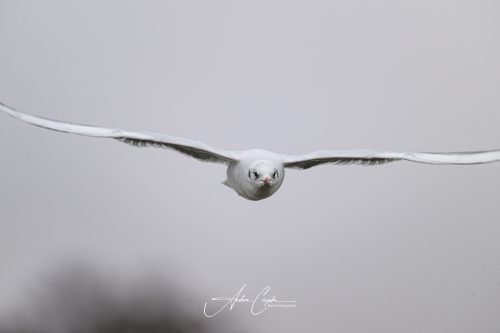 AZ9_6371-DxO_DeepPRIME 3