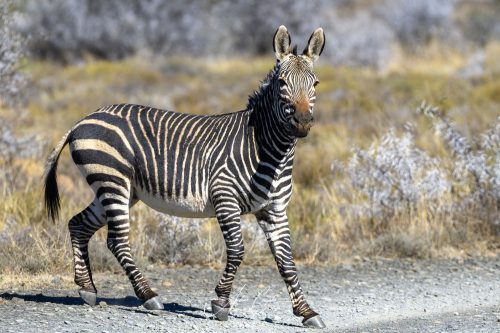 Afrika-2025-0130