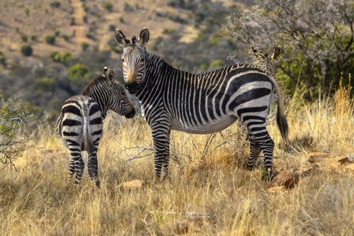 Afrika-2025-0136