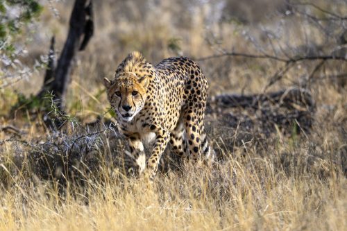 Afrika-2025-0138