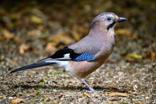 Birdsparadise-2026-0002