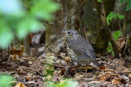 Birdsparadise-2026-0003