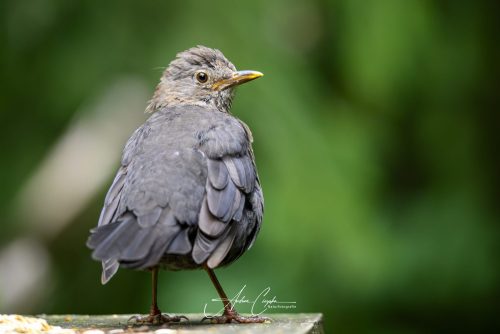 Birdsparadise-2026-0004
