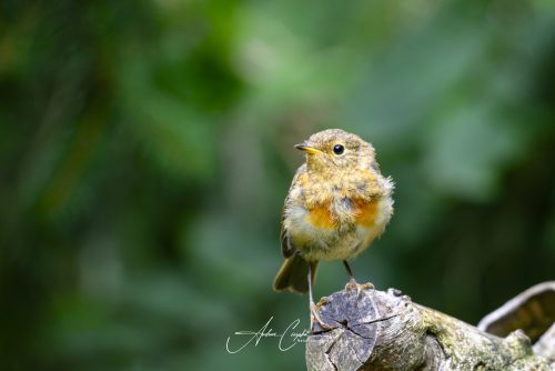 Birdsparadise-2026-0006