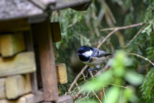 Birdsparadise-2026-0007
