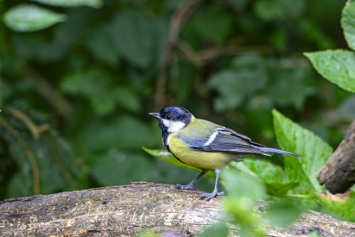 Birdsparadise-2026-0008