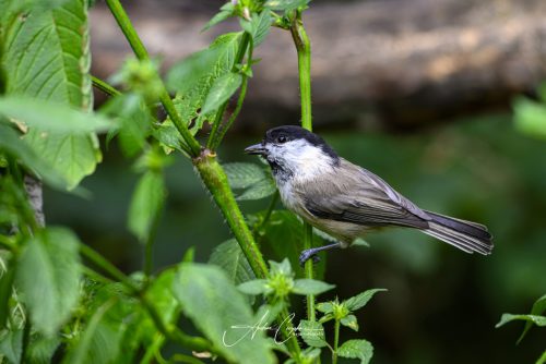 Birdsparadise-2026-0009