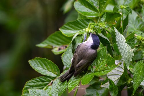 Birdsparadise-2026-0010