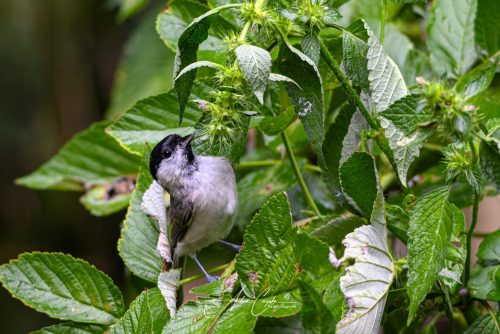 Birdsparadise-2026-0011