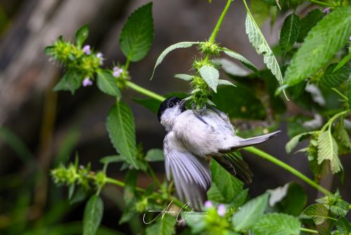 Birdsparadise-2026-0012