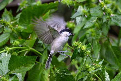 Birdsparadise-2026-0013