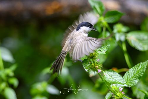 Birdsparadise-2026-0014
