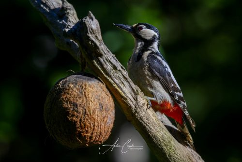 Birdsparadise-2026-0025