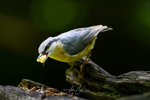 Birdsparadise-2026-0033