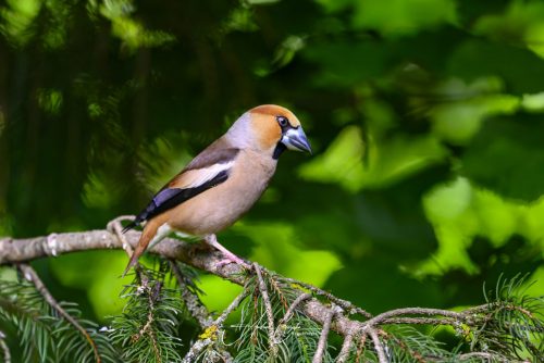 Birdsparadise-2026-0034