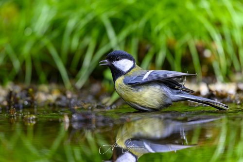 Birdsparadise-2026-0035