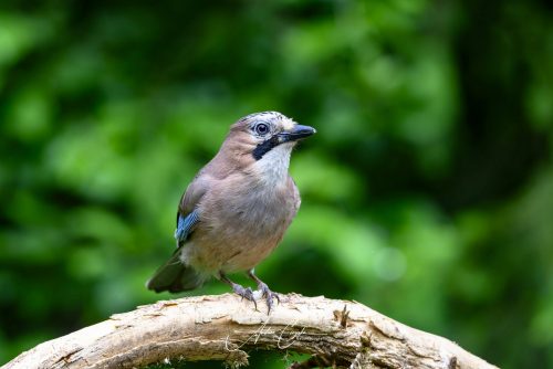 Birdsparadise-2026-0039