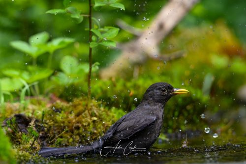 Birdsparadise-2026-0040