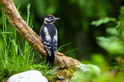 Birdsparadise-2026-0041