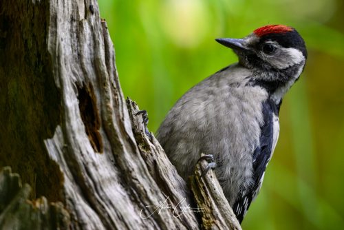Birdsparadise-2026-0042
