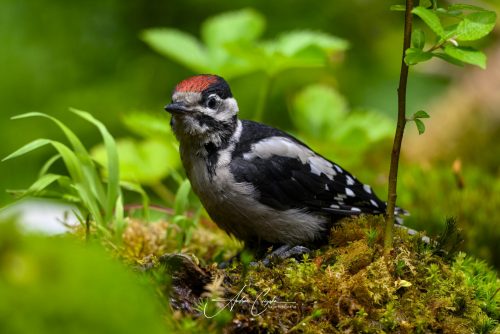 Birdsparadise-2026-0043