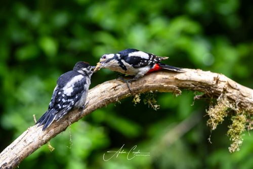Birdsparadise-2026-0044