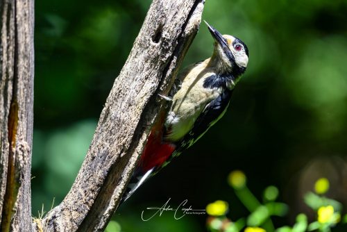 Birdsparadise-2026-0045