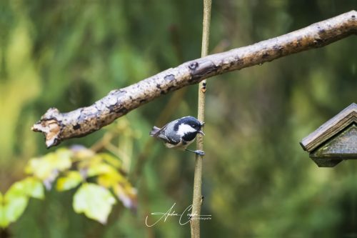 Birdsparadise2025 - 002