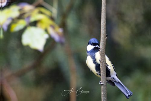 Birdsparadise2025 - 003