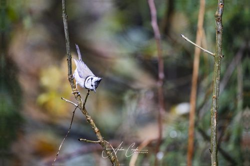 Birdsparadise2025 - 005