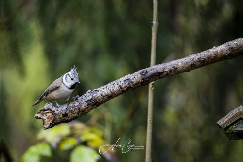 Birdsparadise2025 - 006