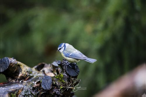 Birdsparadise2025 - 007