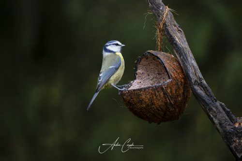 Birdsparadise2025 - 009