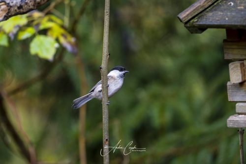 Birdsparadise2025 - 010