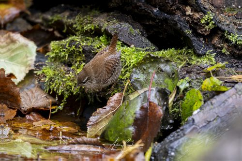 Birdsparadise2025 - 011