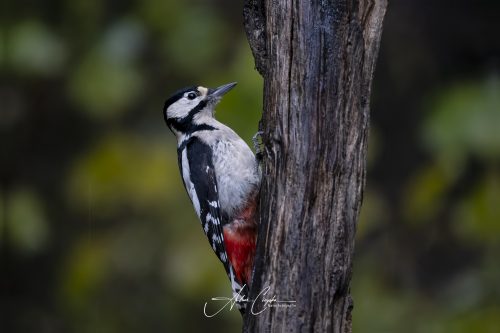 Birdsparadise2025 - 013