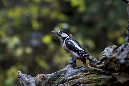 Birdsparadise2025 - 015