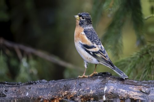 Birdsparadise2025 - 018