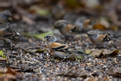 Birdsparadise2025 - 020