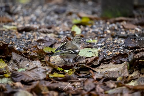 Birdsparadise2025 - 024