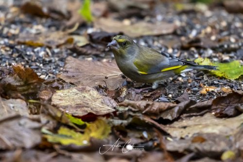 Birdsparadise2025 - 025