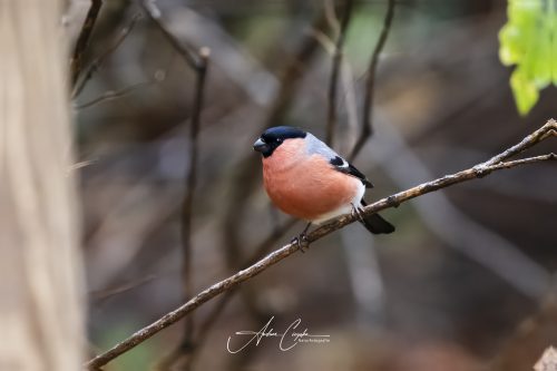 Birdsparadise2025 - 028