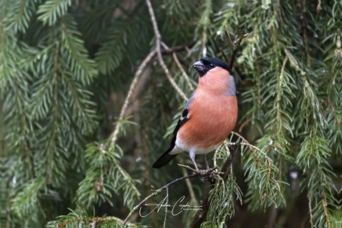 Birdsparadise2025 - 029