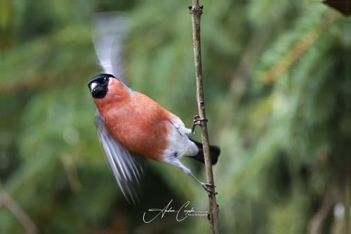 Birdsparadise2025 - 030