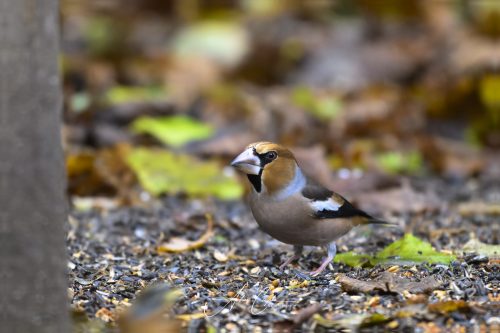 Birdsparadise2025 - 031